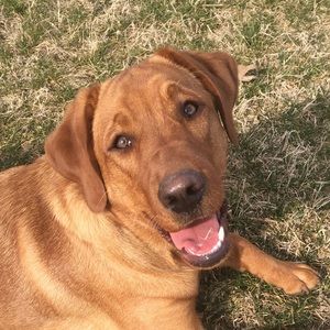 Meet your Posher, Robin